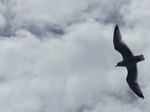 FZ015914 Herring Gull (Larus argentatus) [Seagull] in flight.jpg